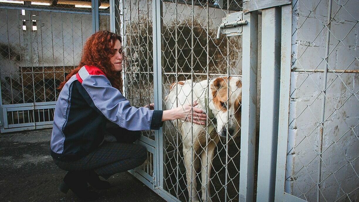 В ХМАО отловленных бездомных собак теперь не будут возвращать на улицы городов