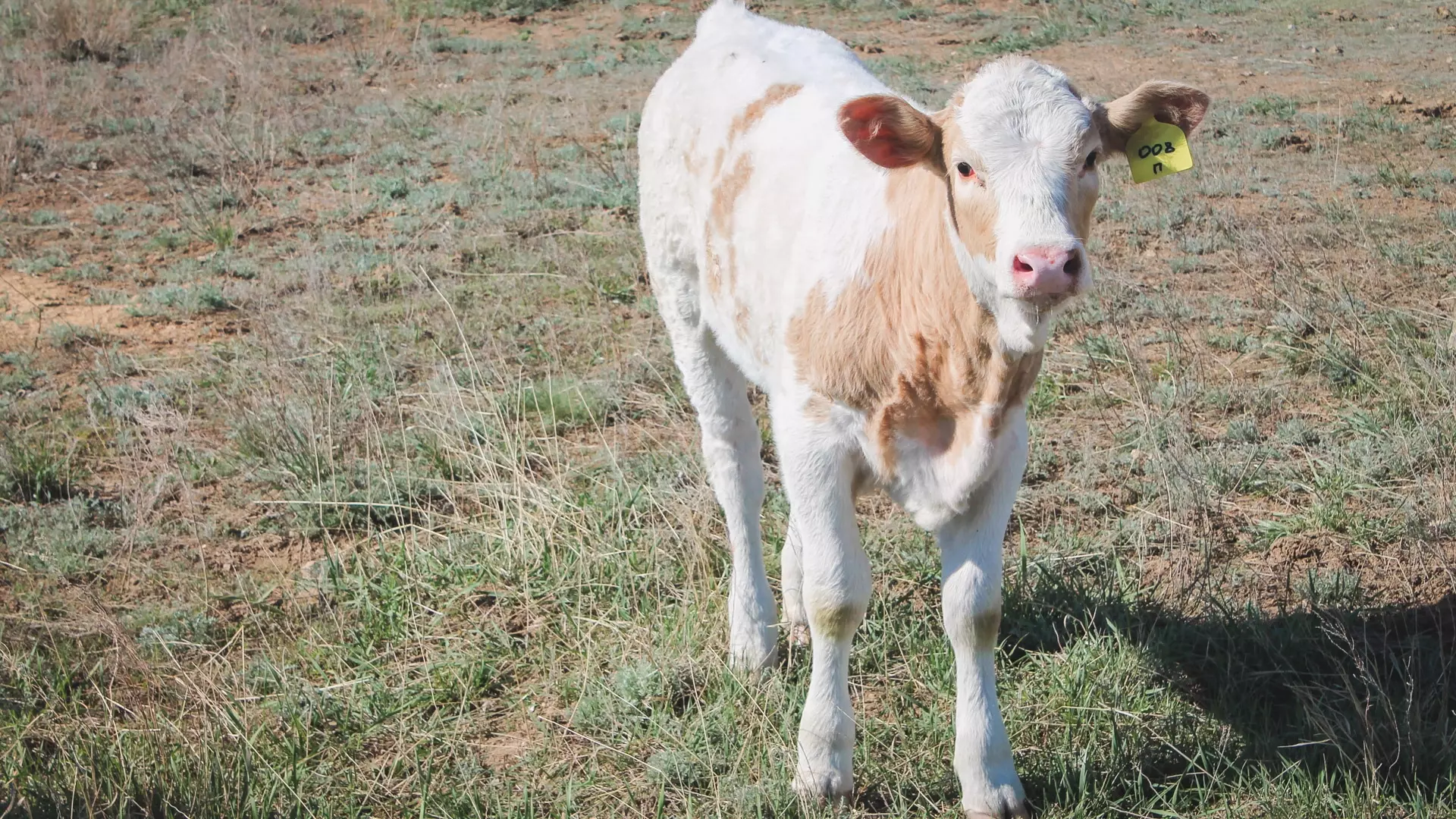 Ветслужба предупредила о запрете на разведение коров и коз на дачах