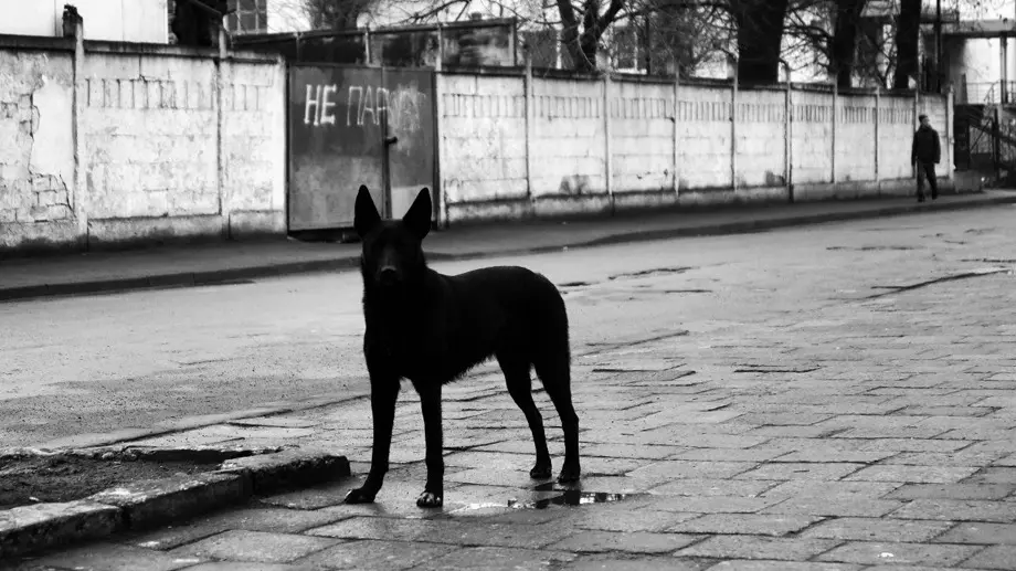 Житель Нижневартовска избивал свою собаку на глазах у прохожих