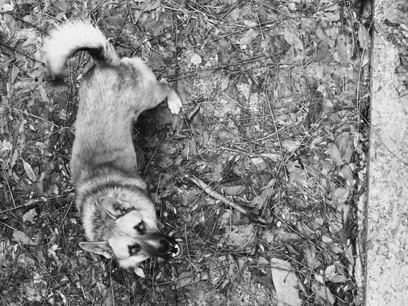 В Лабытнанги догхантеры отравили ещё одну собаку