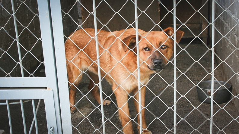 Мэра Мегиона накажут за незаконное содержание 32 собак