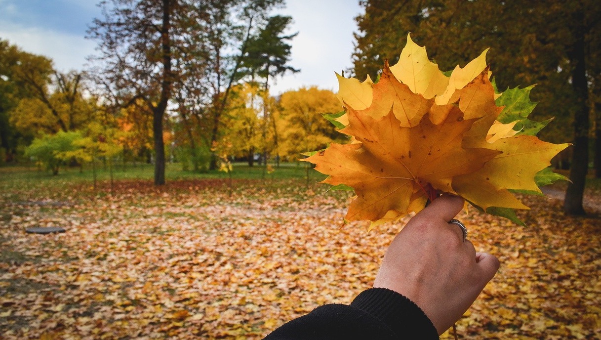 Сварить рябиновое варенье и поваляться в листьях. Чем заняться осенью в Югре