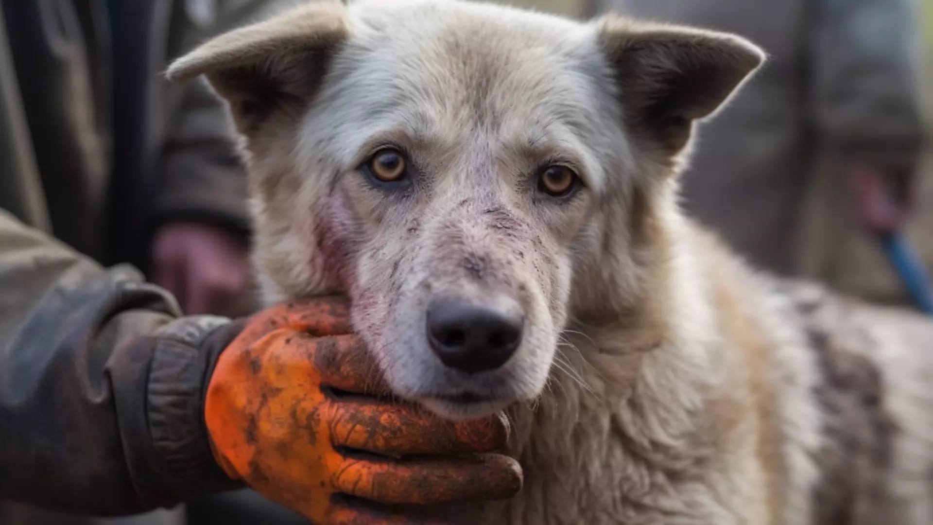 В Сургутском районе выловили 455 бездомных собак