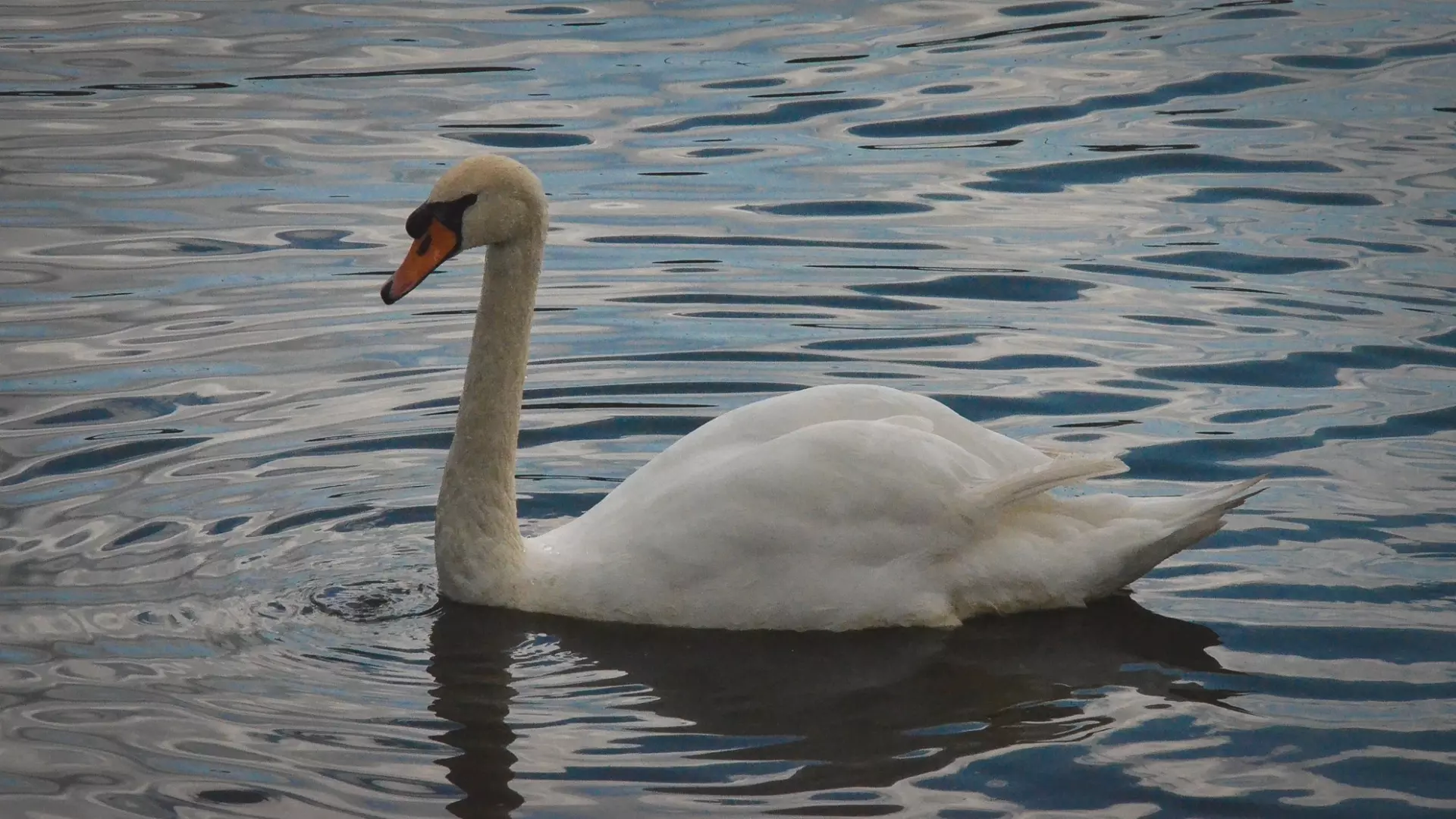 В ХМАО на замерзающем озере заметили одинокого краснокнижного лебедя