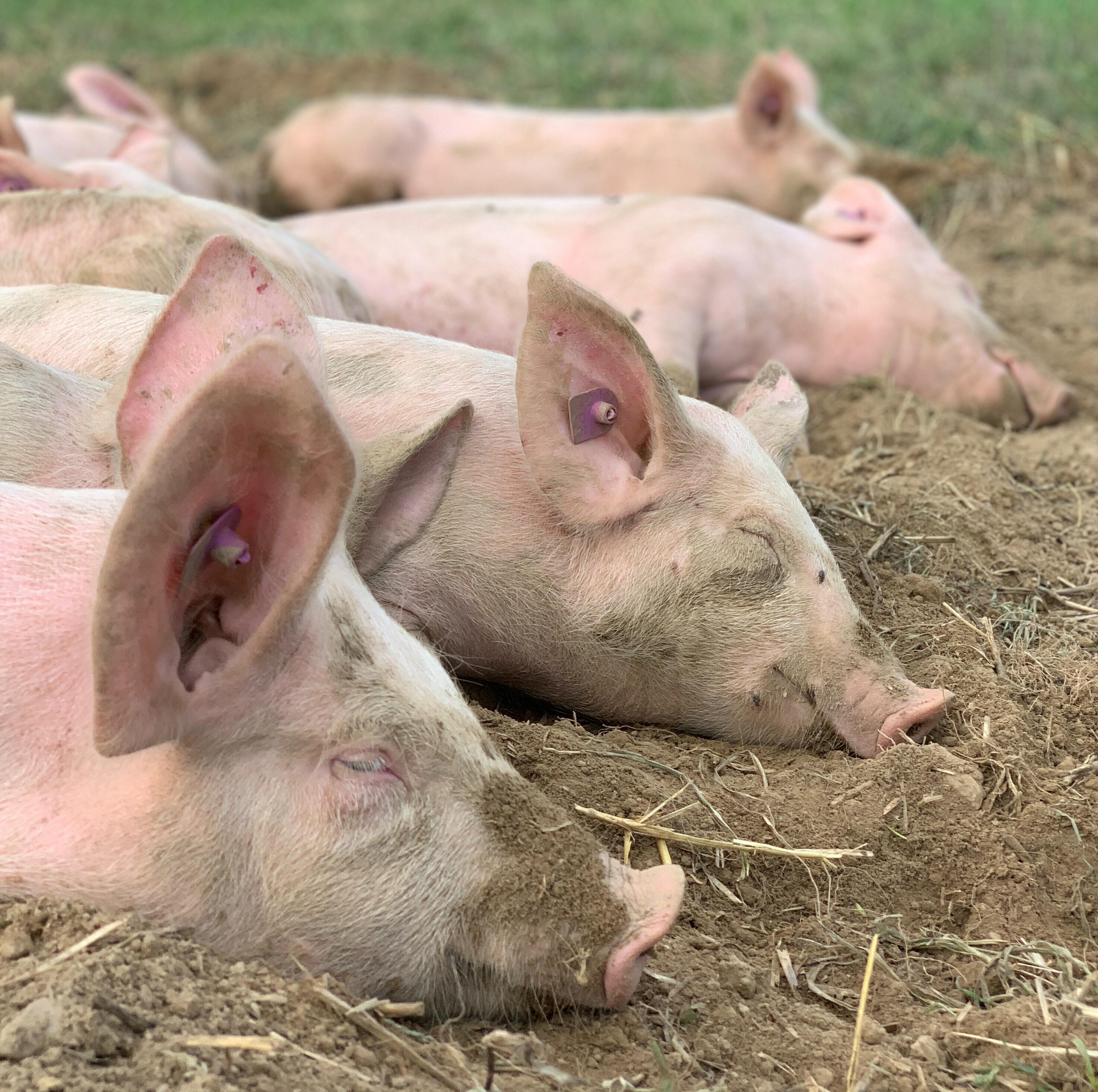 Дезинфекция после чумы свиней на ферме «Капсамун» в Югре проведена с нарушениями