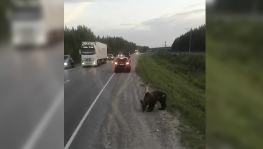 Медвежонка расстреляли в упор на трассе в ХМАО