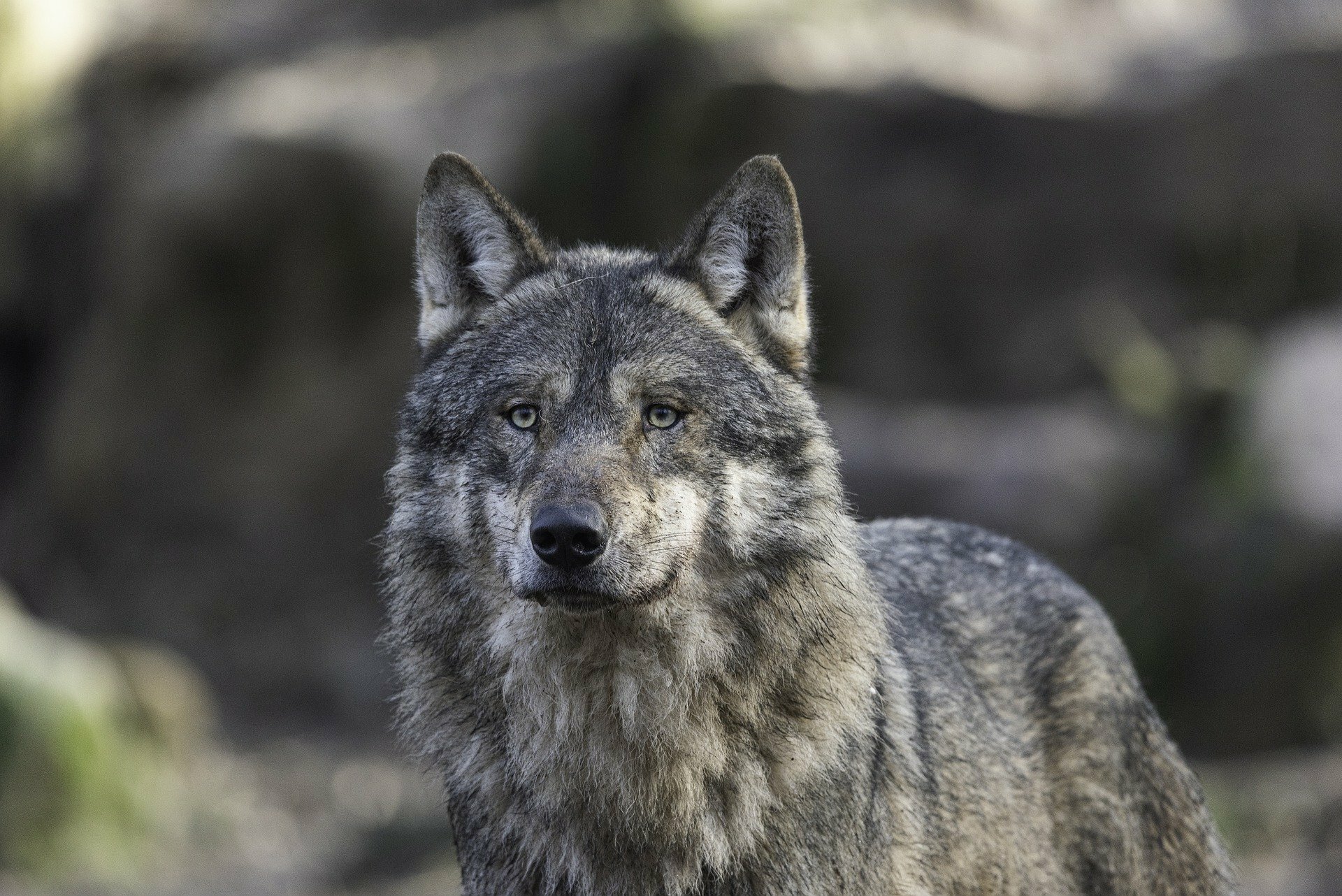 В Мурманской области убили волка, терроризировавшего жителей Оленегорска