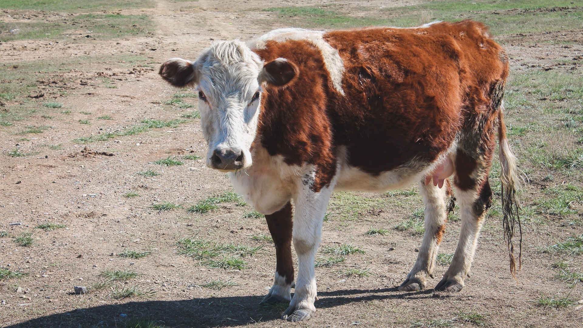 В ХМАО закроют «ферму смерти», на которой массово гибли животные