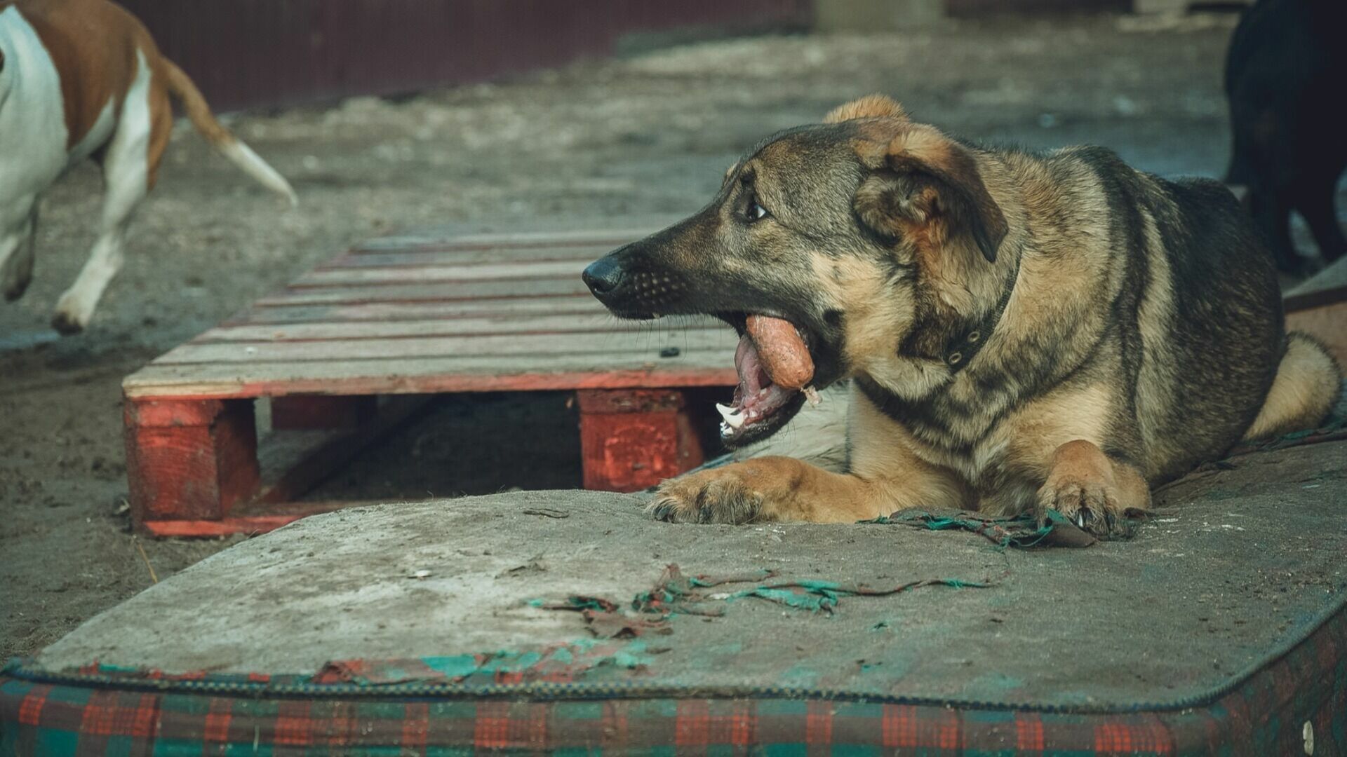 В Сургуте подсчитали всех бездомных собак