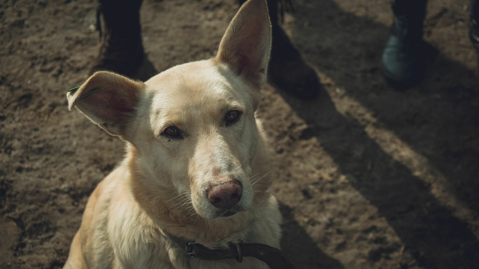 В Сургуте была убита неизвестными бездомная собака