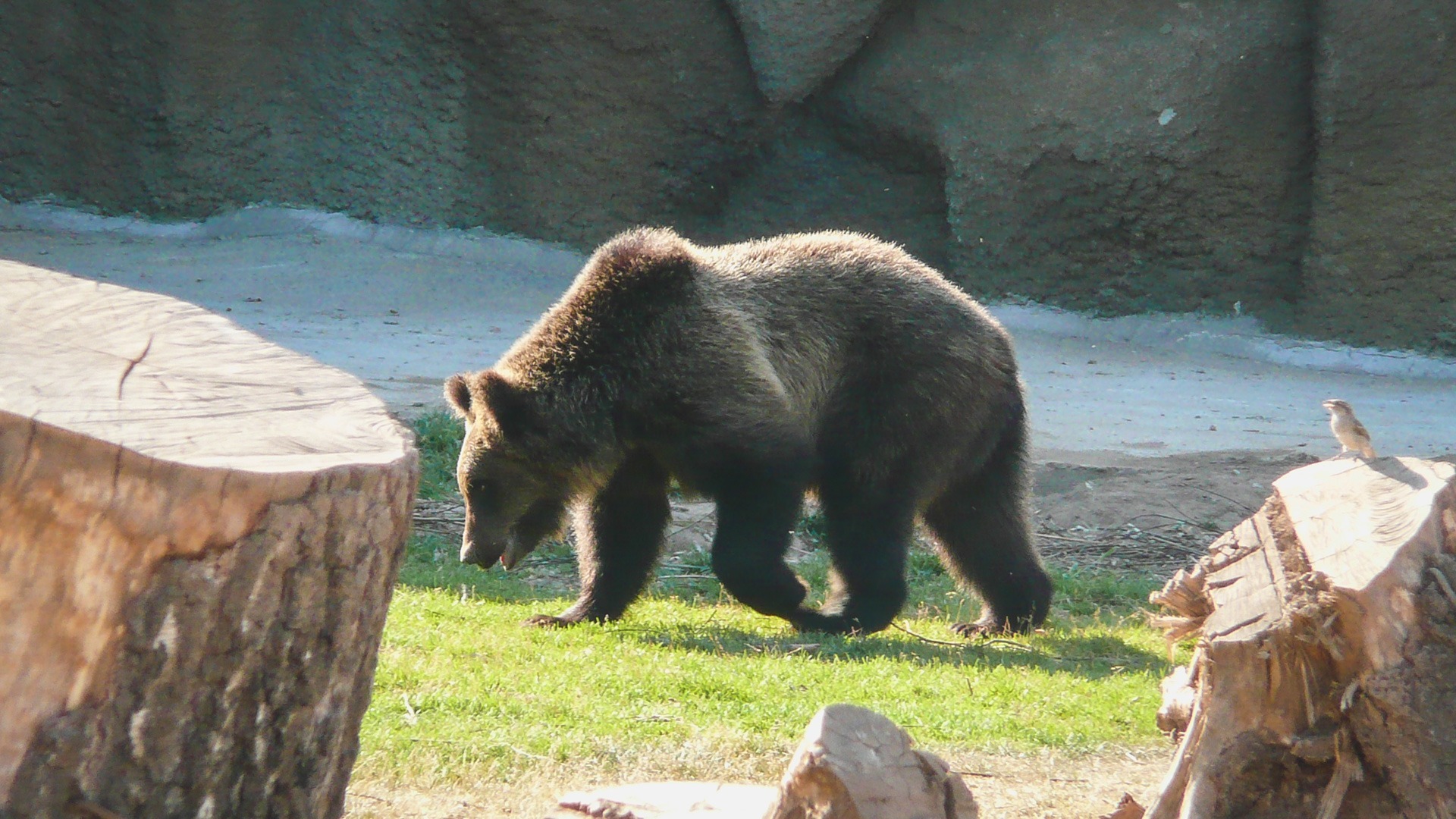 В ХМАО медведь вышел к вахтовикам нефтяного месторождения «Сургутнефтегаз»