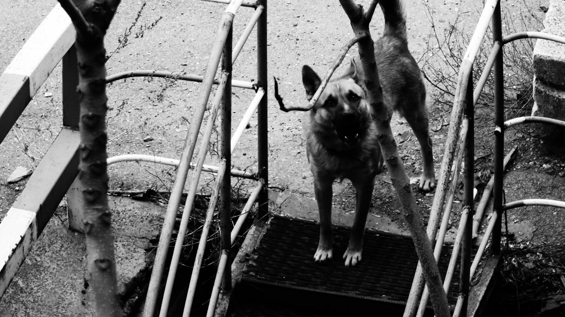 «Такая стая загрызет за минуту!» Бродячие собаки держат в страхе город в ХМАО