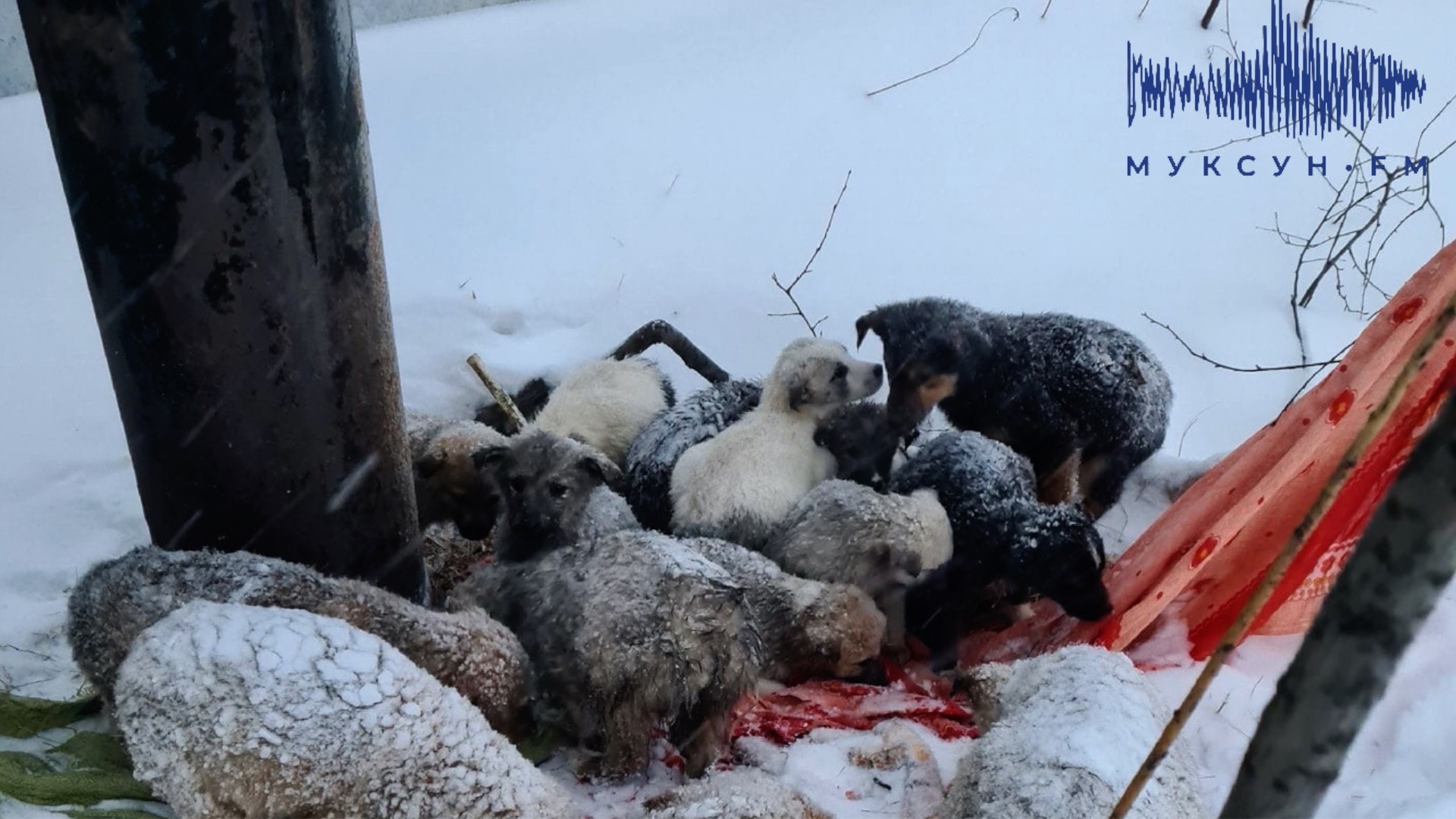 В Нижневартовске проводят проверку по факту выброшенных на улицу 20 щенков