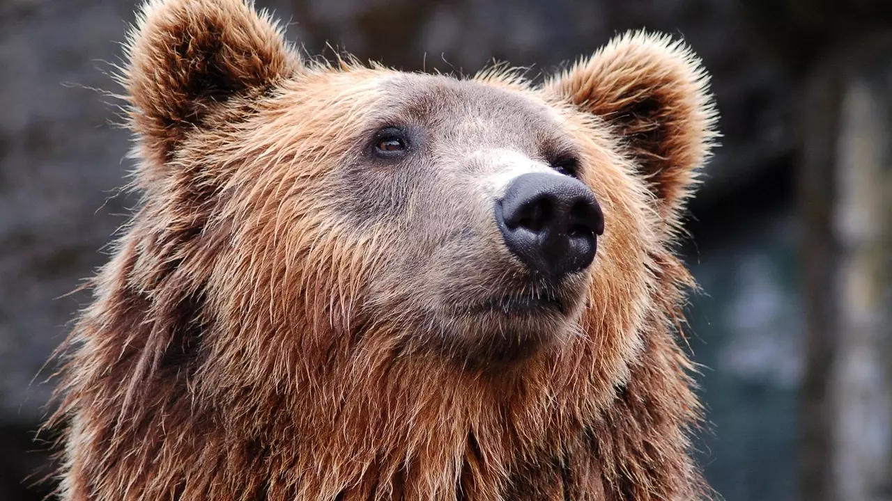 В Нижневартовске приставы изъяли у бизнесмена скандально известных медведей