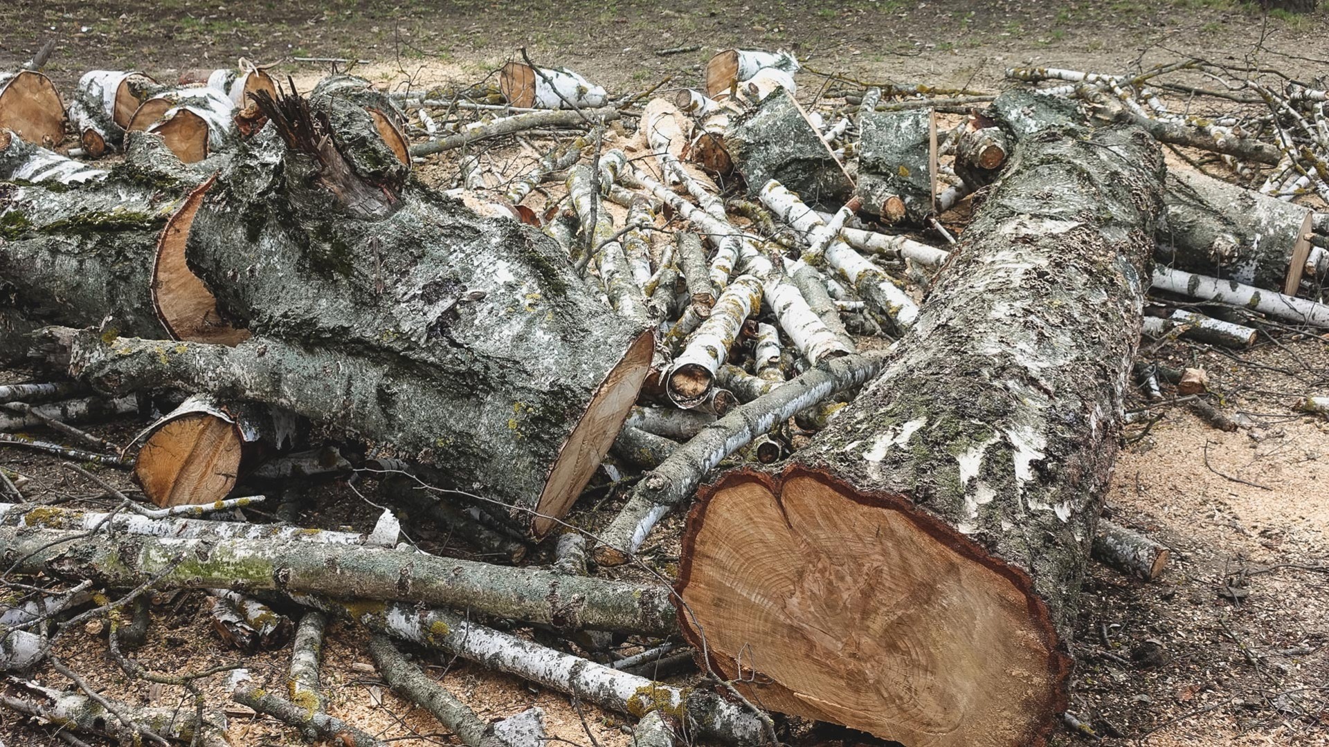 «Снесут около ста деревьев». Жители Сургута возмущены вырубкой рощи ради стройки