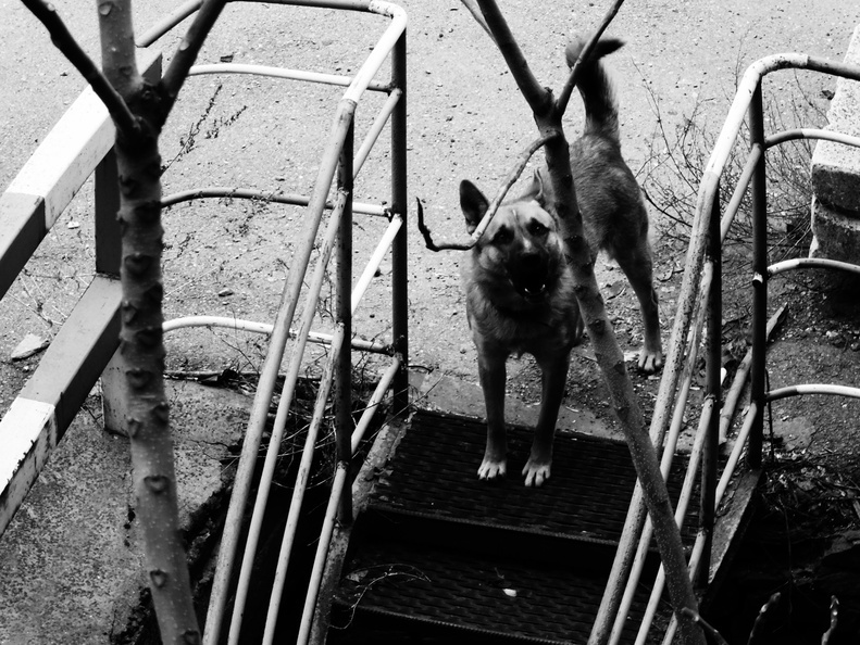 В Нижневартовске у рынка «Сибирский балаган» стая псов напала на ребёнка