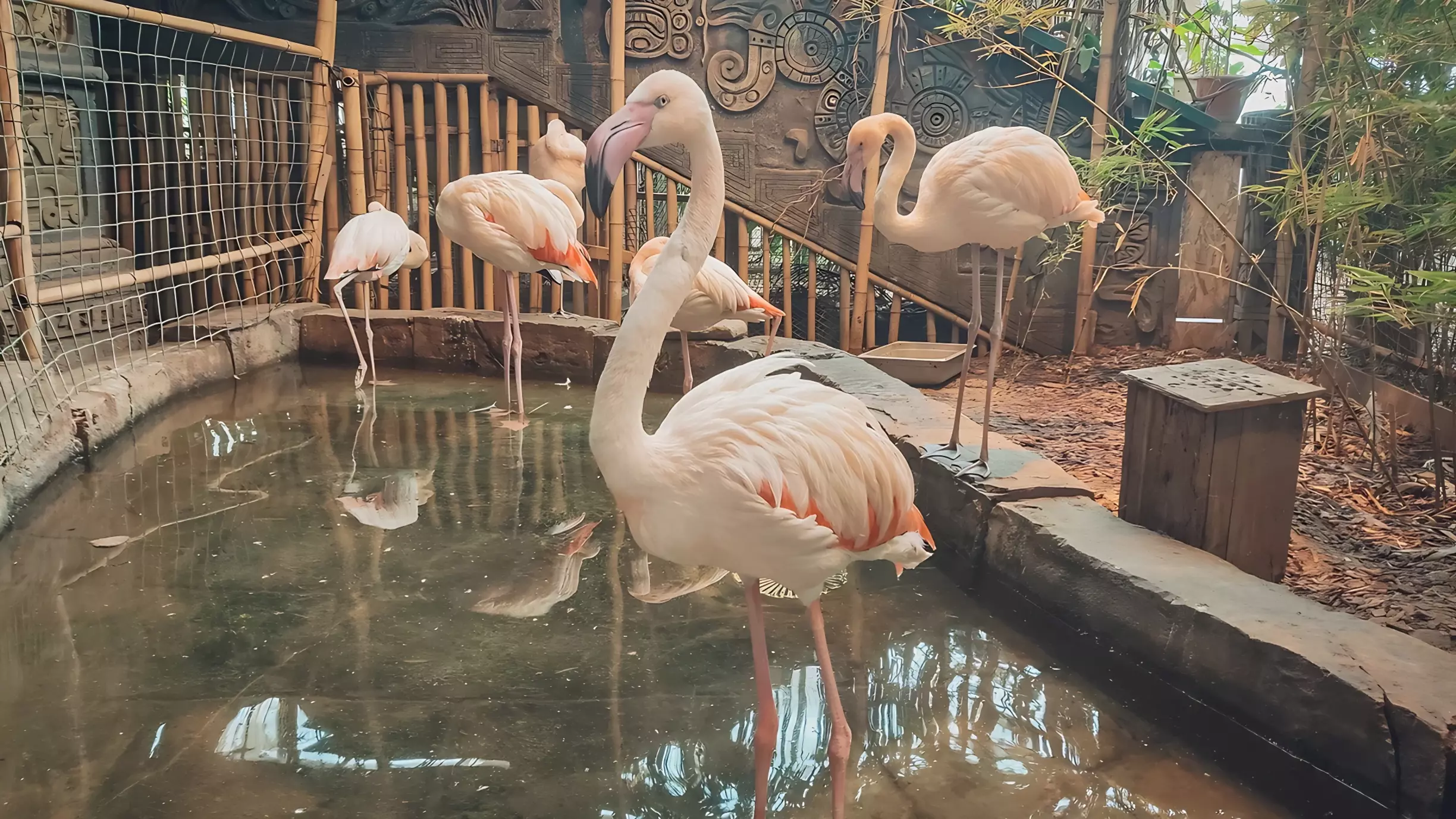 Фламинго в Югре питается роскошнее жителей