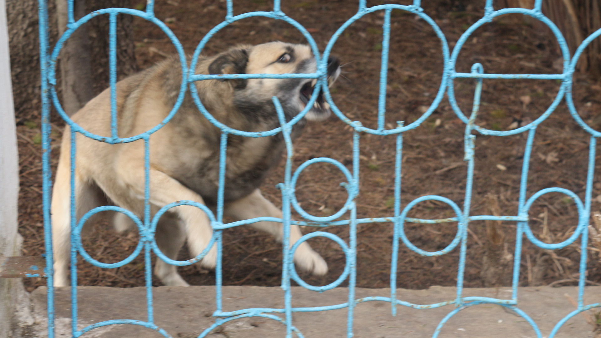 В микрорайоне Ханты-Мансийска ввели карантин из-за бешенства животных