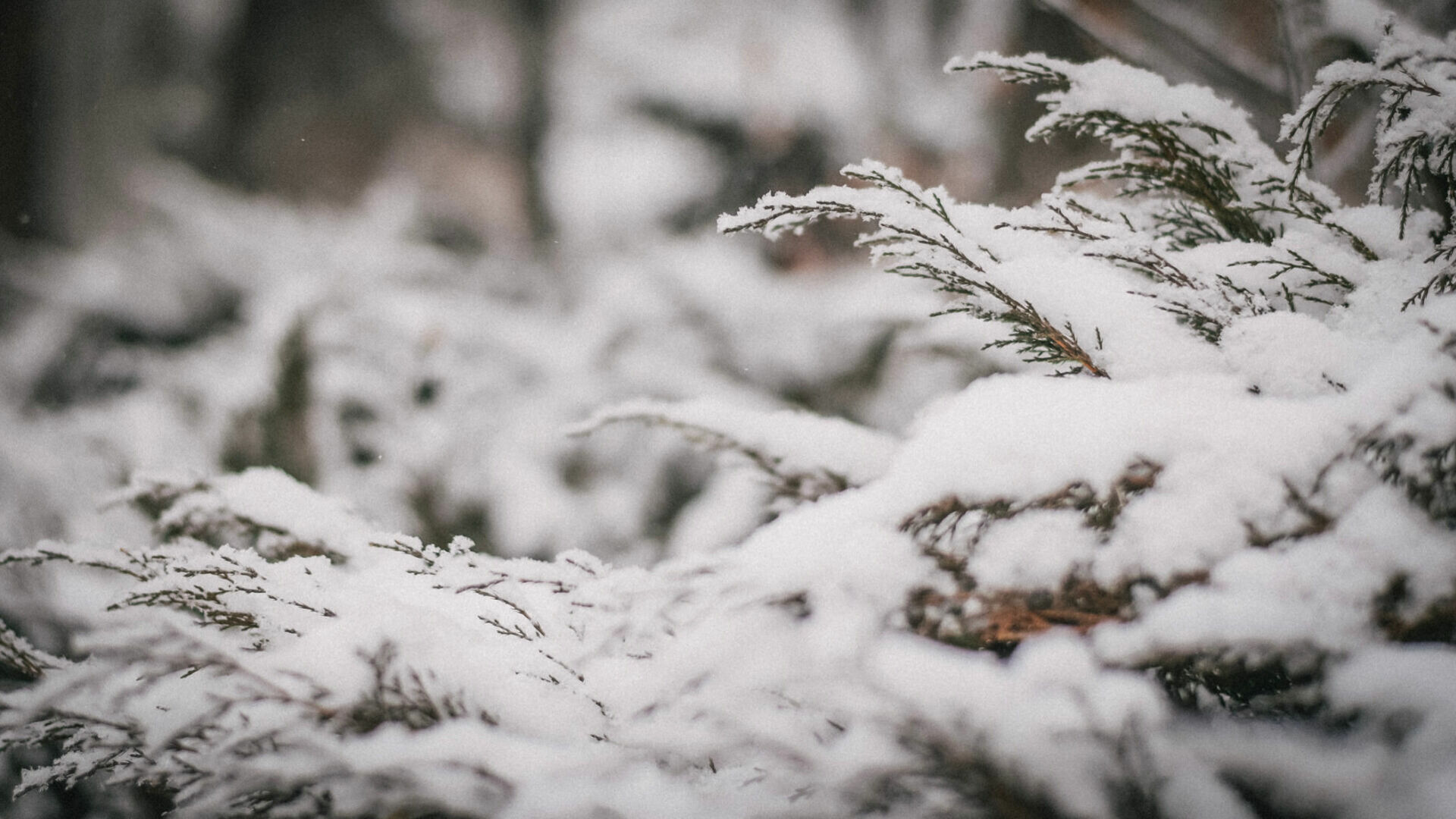 В Сургуте передают ветер и ливневый снег 21 декабря