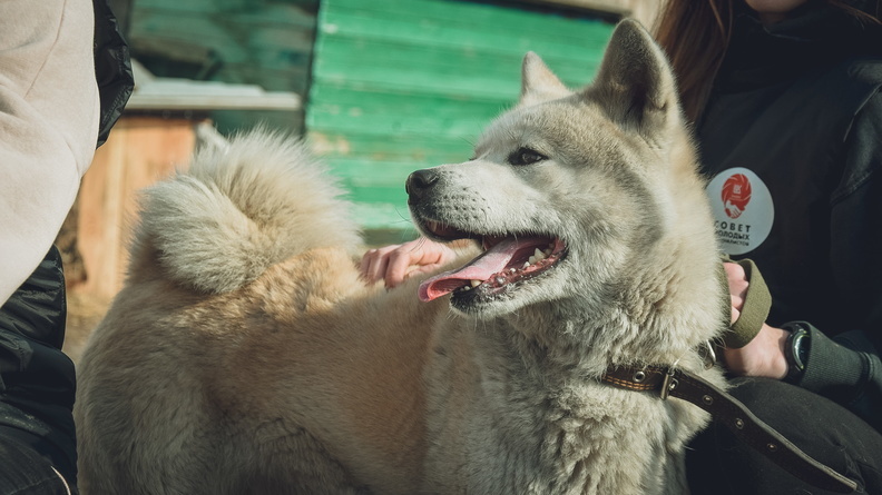В ЯНАО хотят установить урны с пакетами для уборки за  собаками