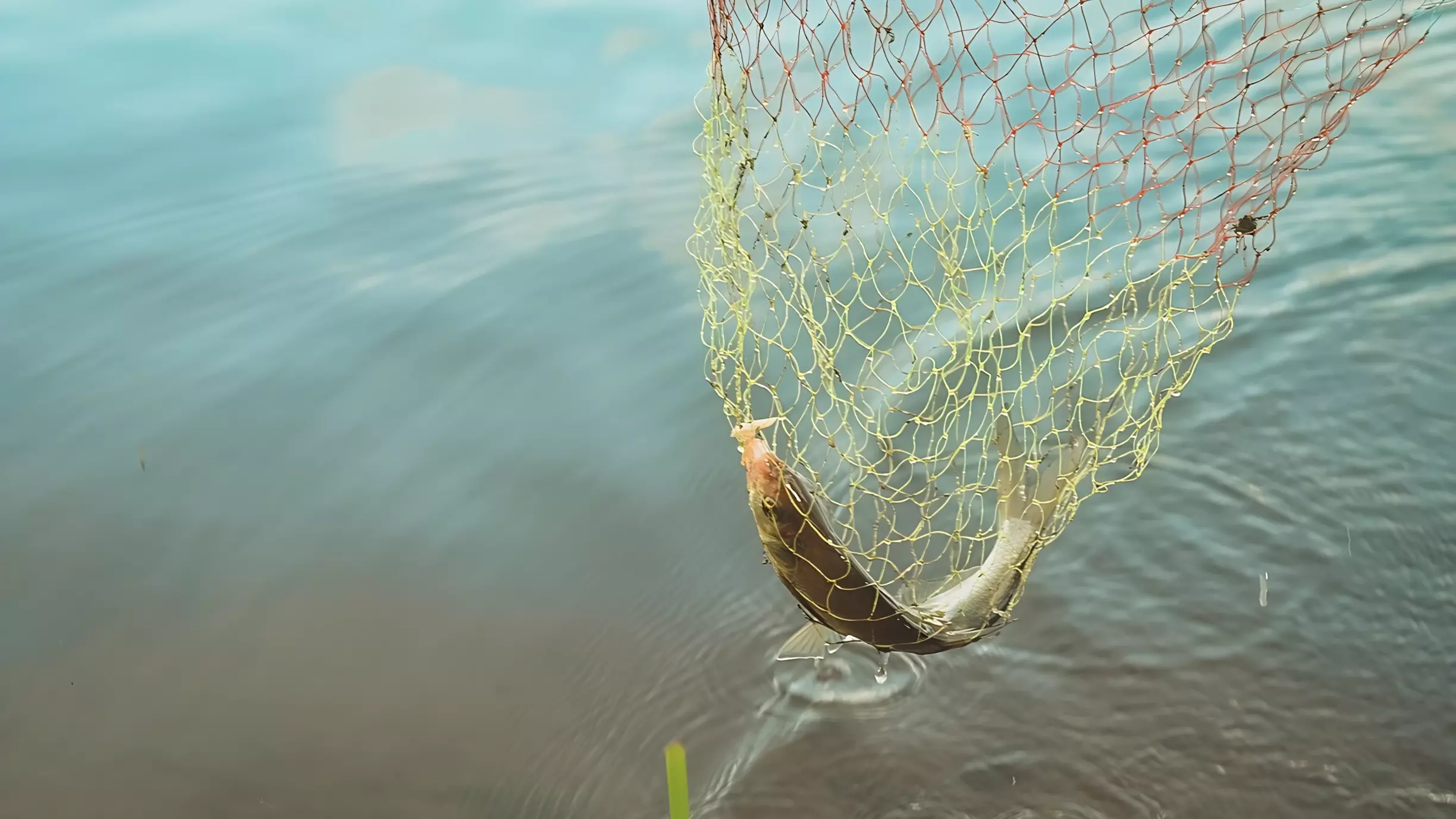 В Югре запретили вылов некоторых рыб из-за весеннего нереста