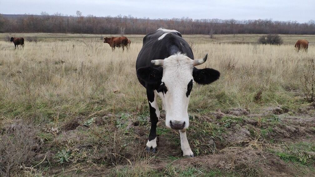 В ХМАО зоозащитники нашли ферму со свалкой мертвых коров
