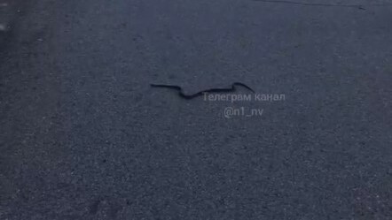 На тротуаре в центре Нижневартовска заметили змею