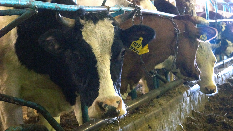 Из-за вспышки лейкоза крупного скота объявлен карантин в Сыктывкаре
