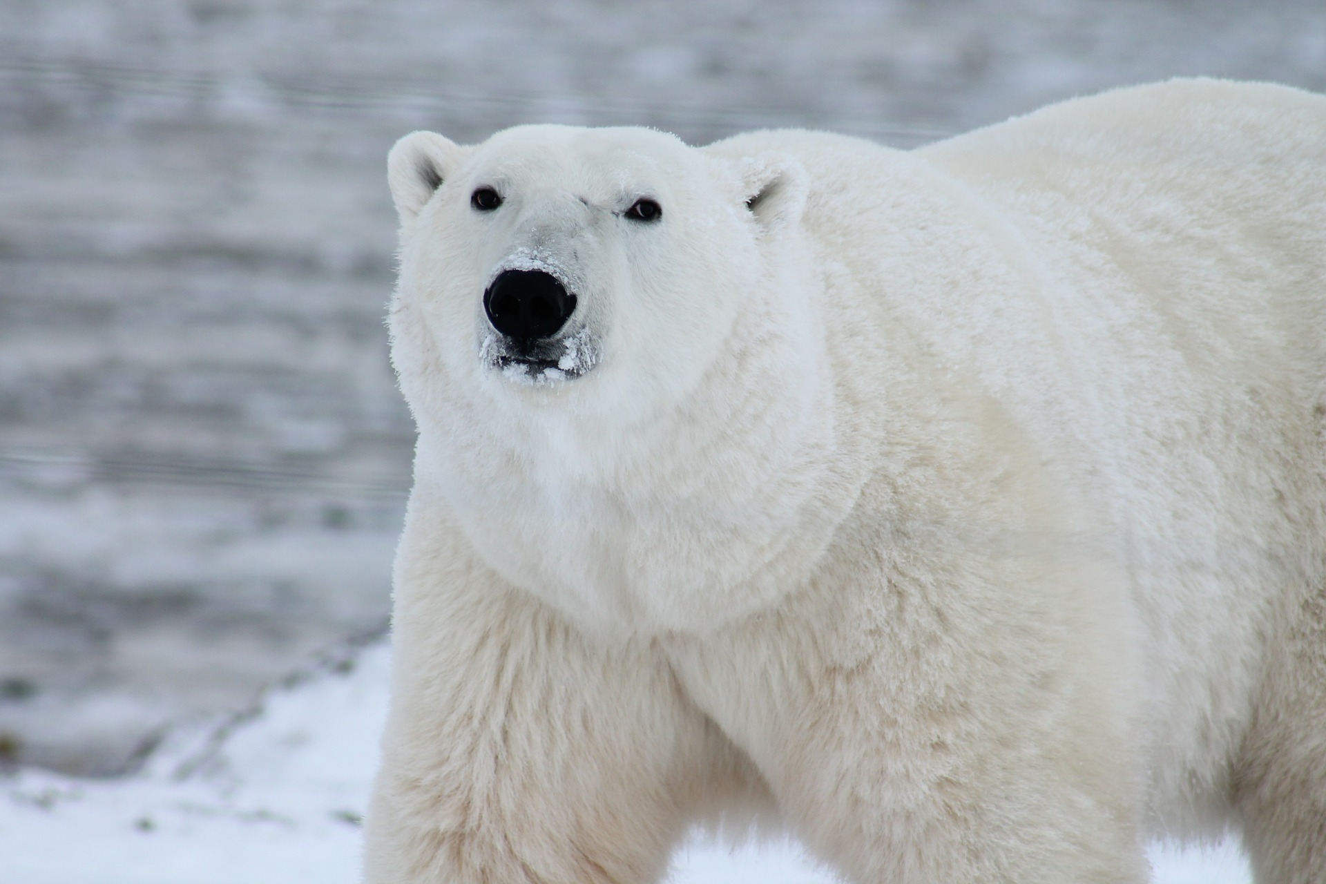 Впервые за 20 лет из-за похолодания в Арктике на льды вернулись белые медведи