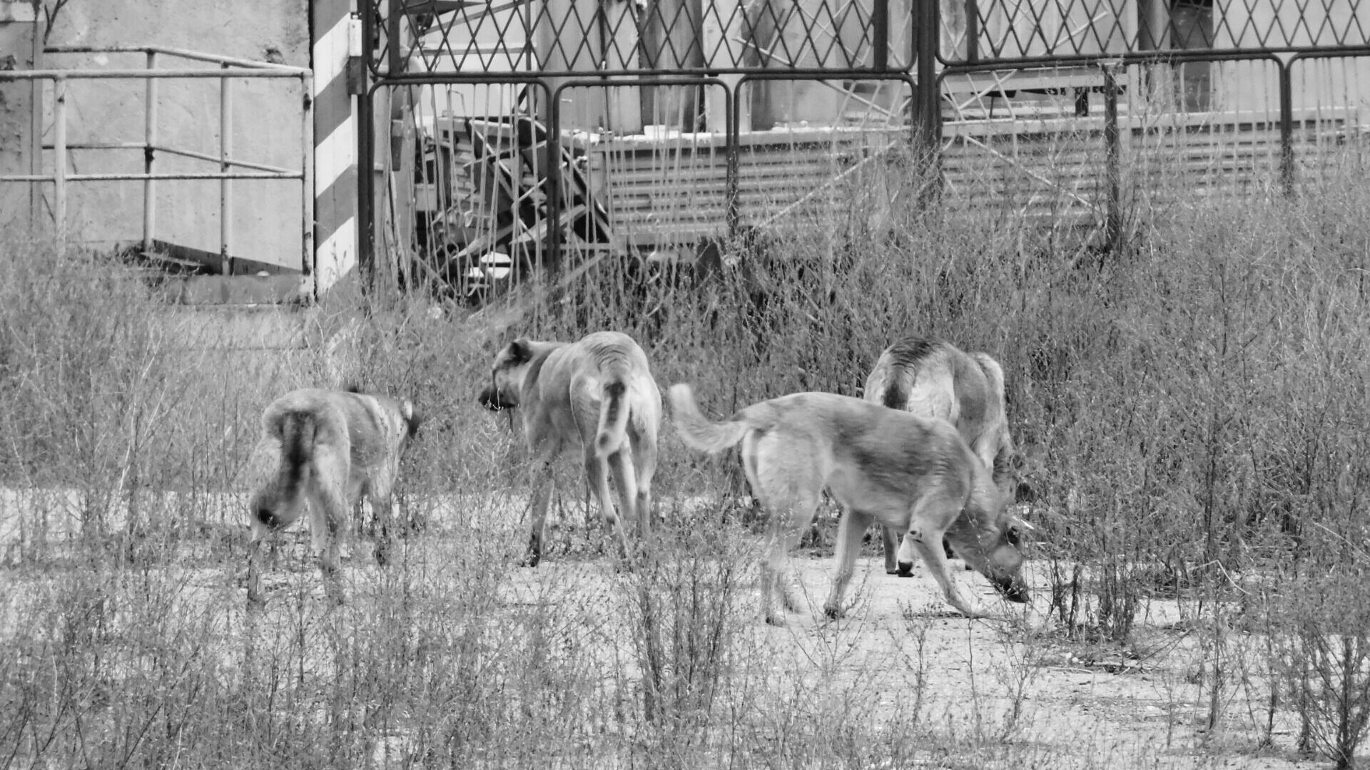 Стая голодных собак загнала детей на турник в ХМАО