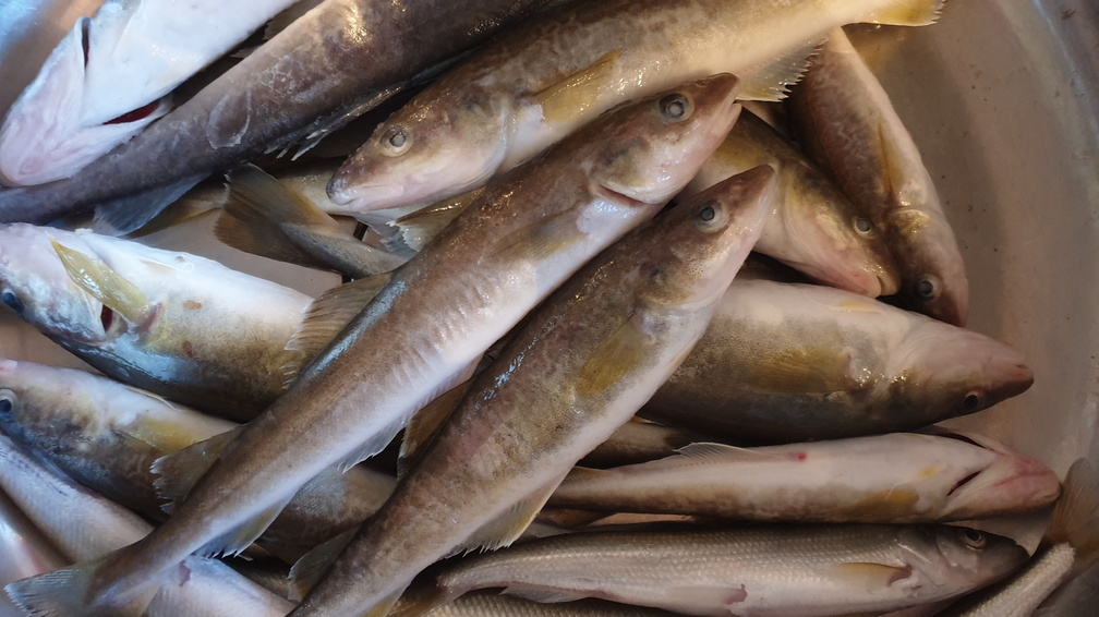 В Югре из-за вспышки описторхоза  закрыли рыбный цех 