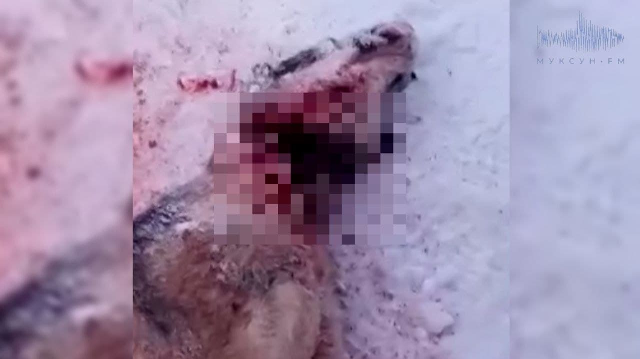 В Коми волки напали на домашнюю собаку и съели ее, оставив лужи крови