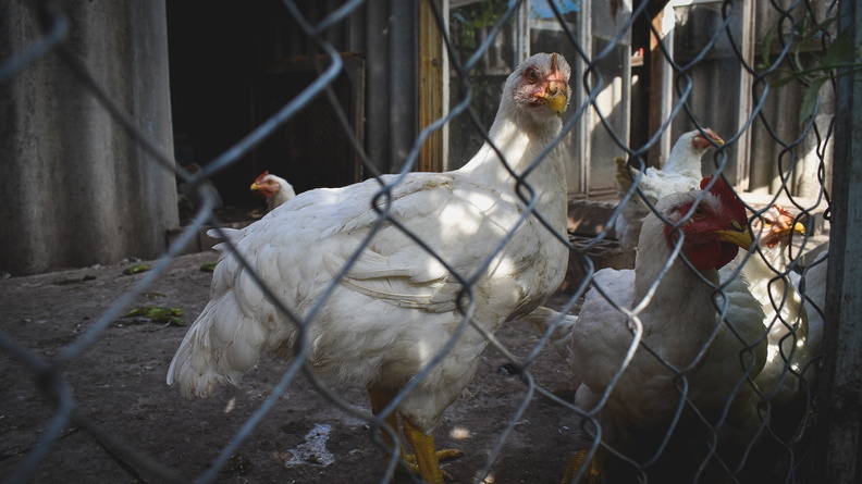 В ХМАО сохраняется возможность появления птичьего гриппа