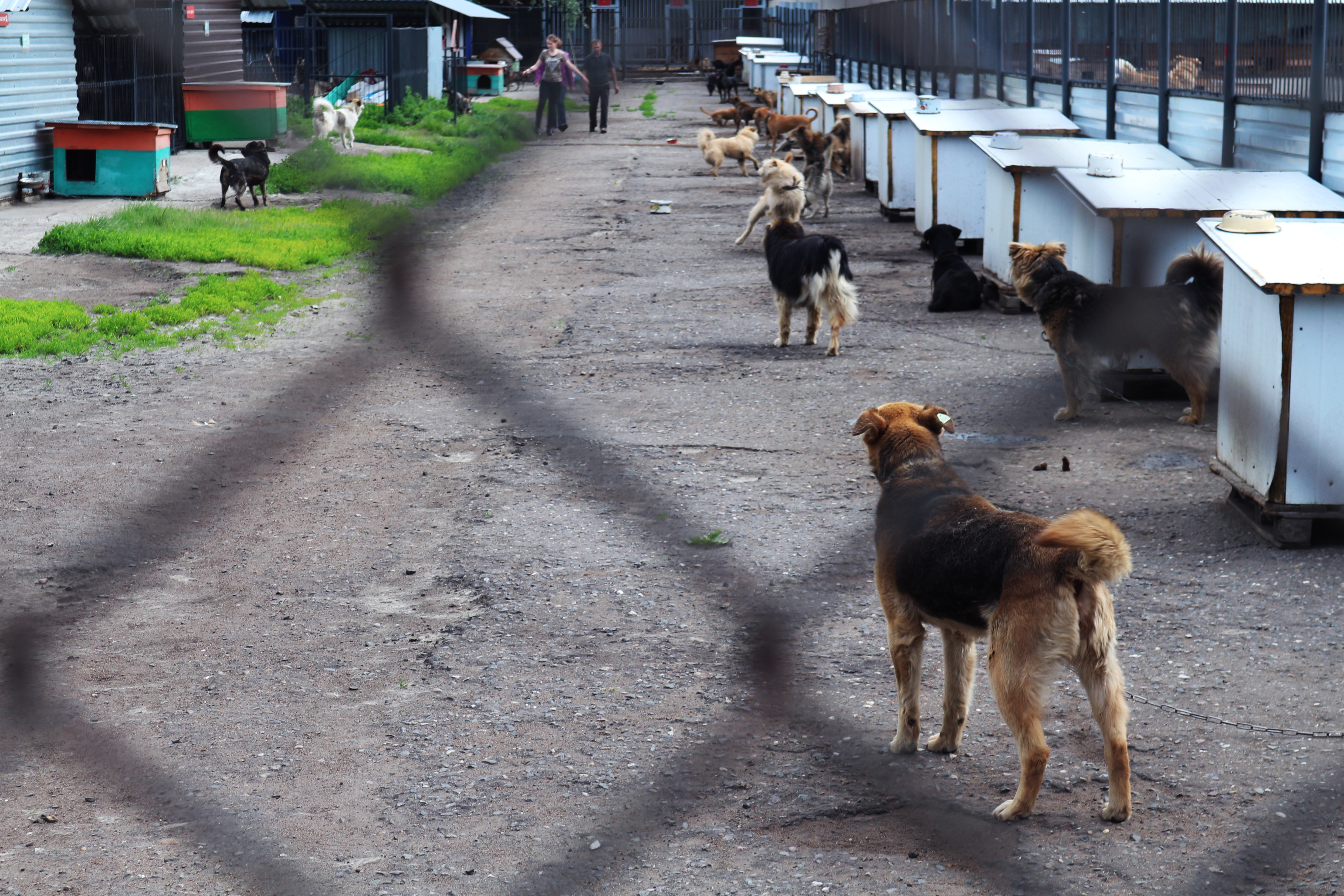 Мэр Анадыря предложил создать НКО для открытия приюта для собак
