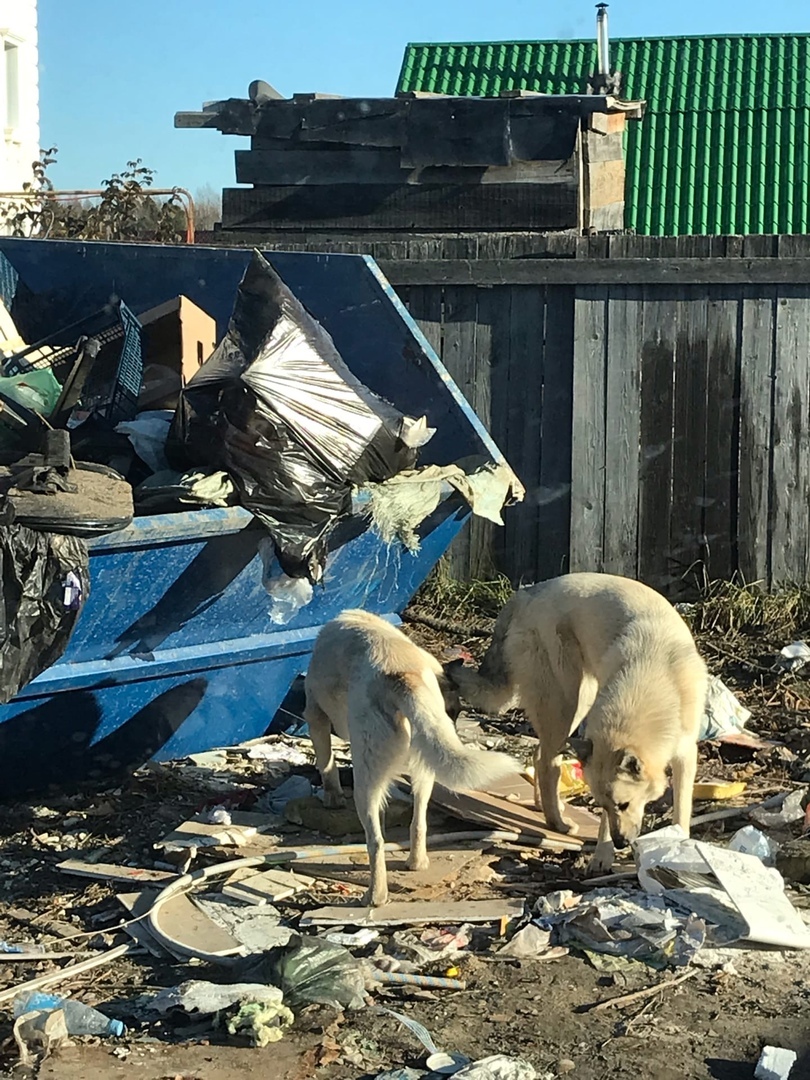 В Ханты-Мансийске на улице Солнечной бродячие псы оккупировали мусорную площадку