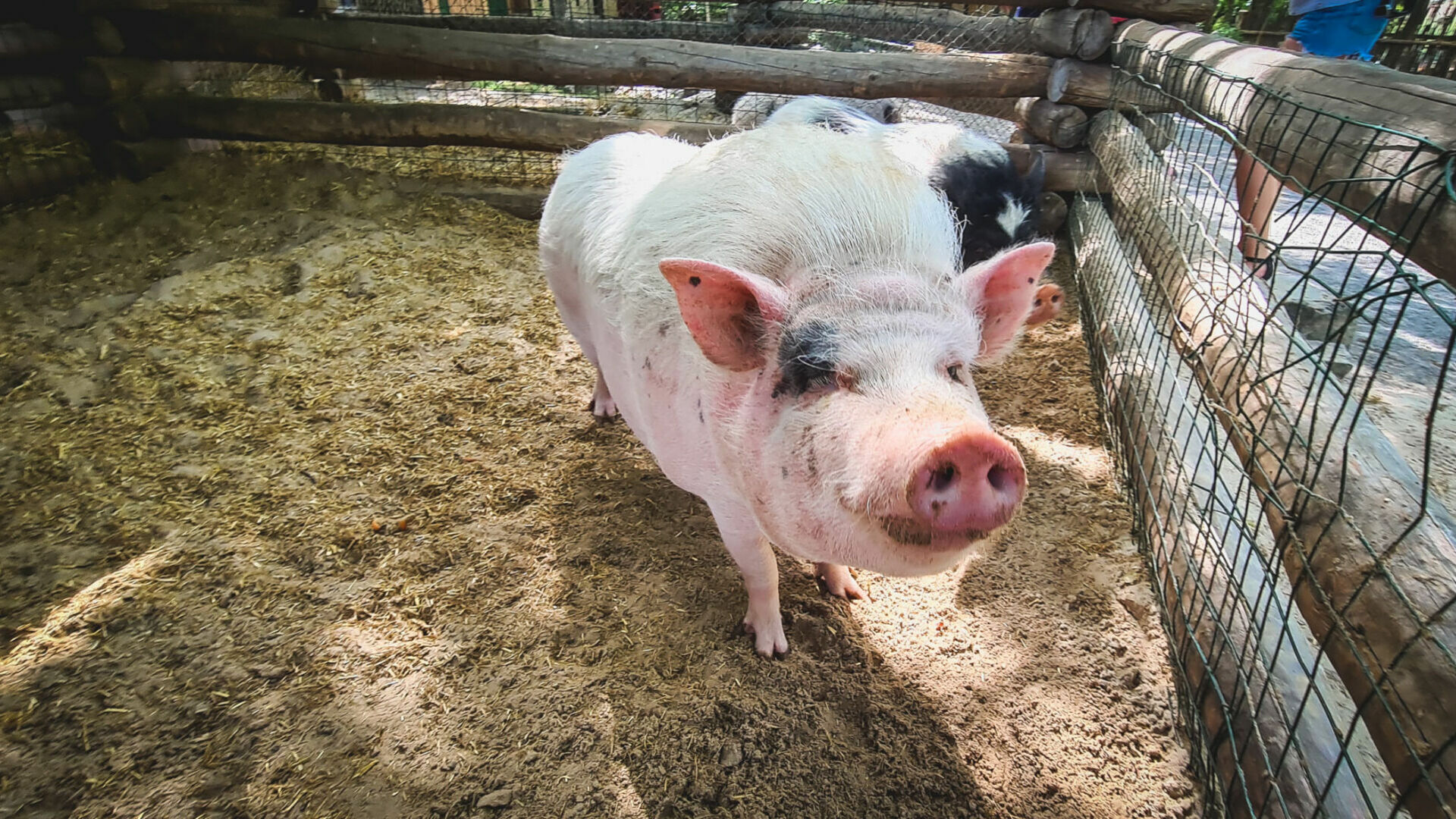 В городе ХМАО сбежавшие свиньи парализовали движение на дороге