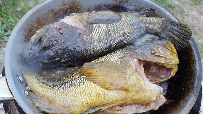 Ртуть и мышьяк обнаружили в пробах рыб, которых поймали в Якутии