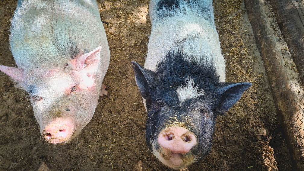 Стало известно о снятии режима ЧС в Сургутском районе из-за чумы свиней