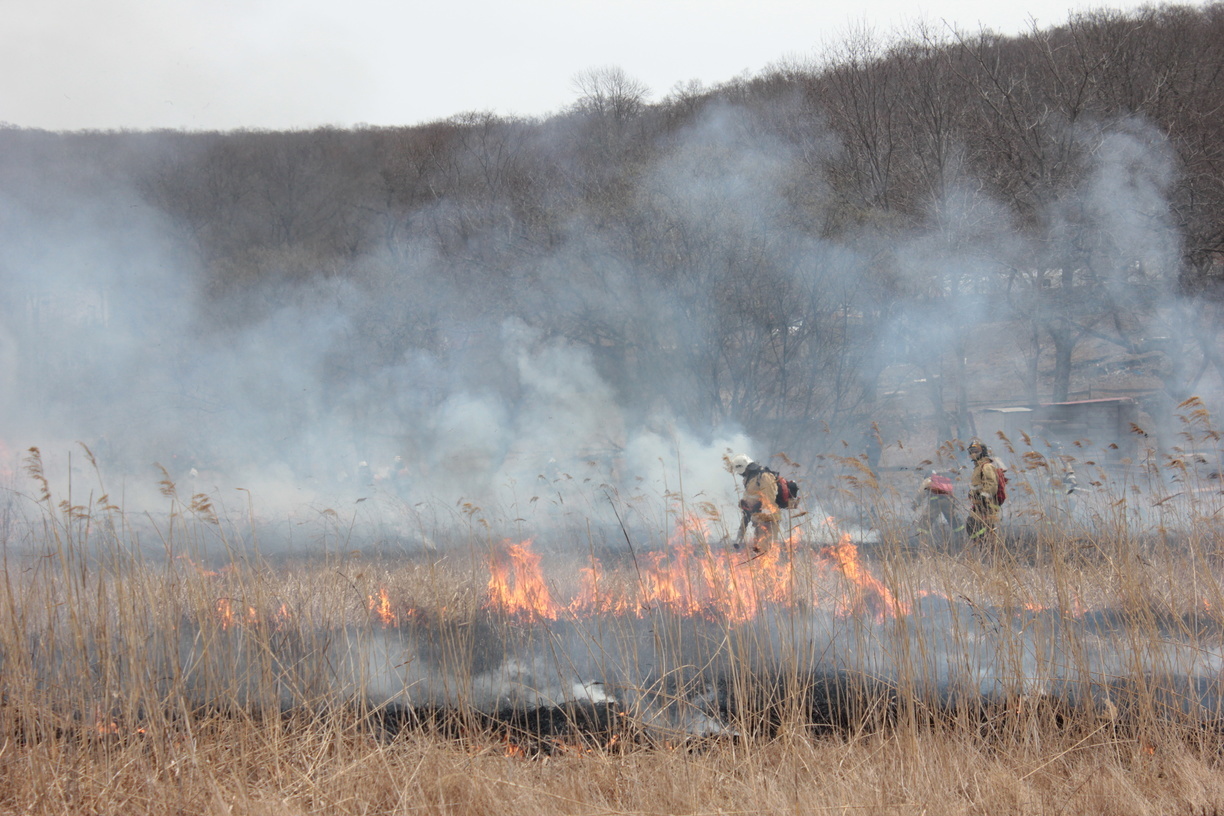 В Югре за неделю потушили 57 лесных пожаров