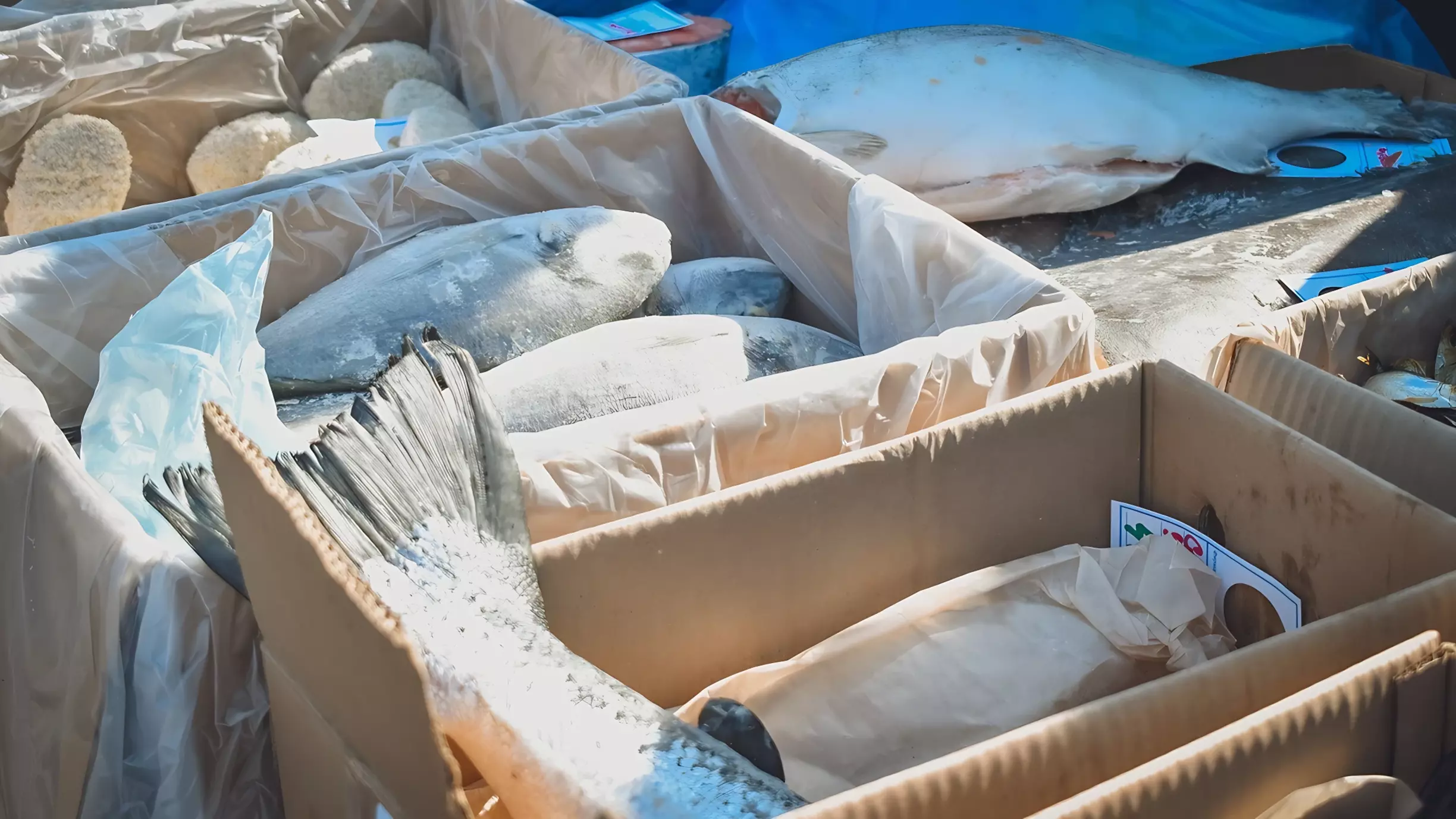 Браконьеры в ХМАО поймали так много рыбы, что её пришлось грузить лопатами