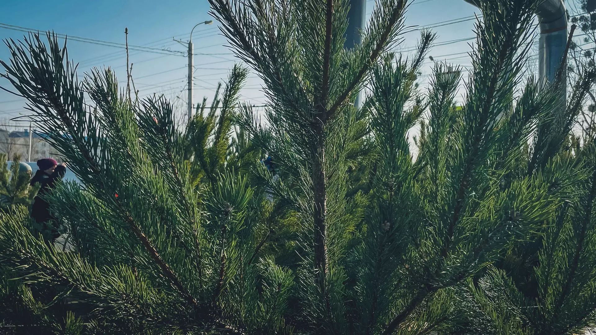 В Нижневартовске 16 декабря начнут продавать елки