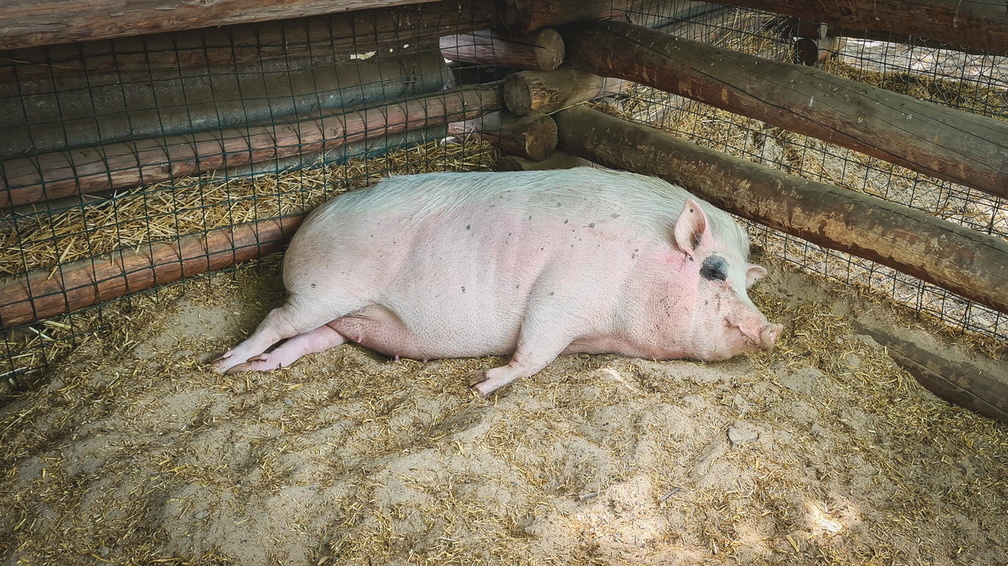 На КФХ «Капсамун» в ХМАО 22 ноября закончат ликвидацию всех свиней 