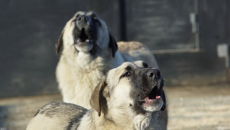 В ХМАО выпущенных на самовыгул собак отправят в приют