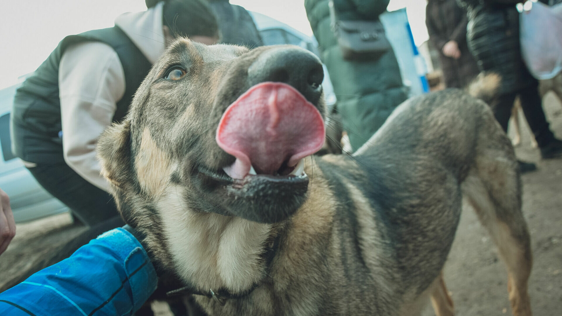 В Сургуте бомж со стаей собак держит в страхе жителей района