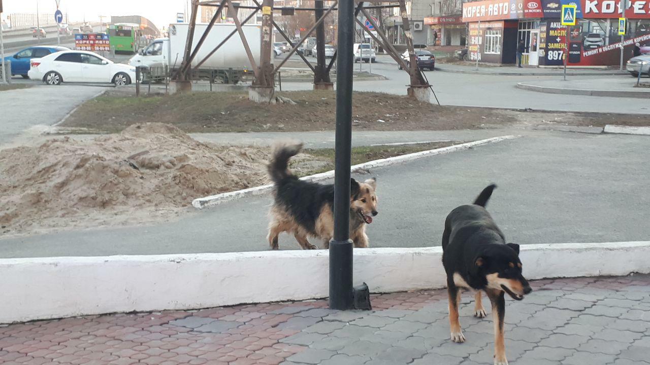 Мэрия Красноярска проверит зоозащитников, выпускающих бездомных собак