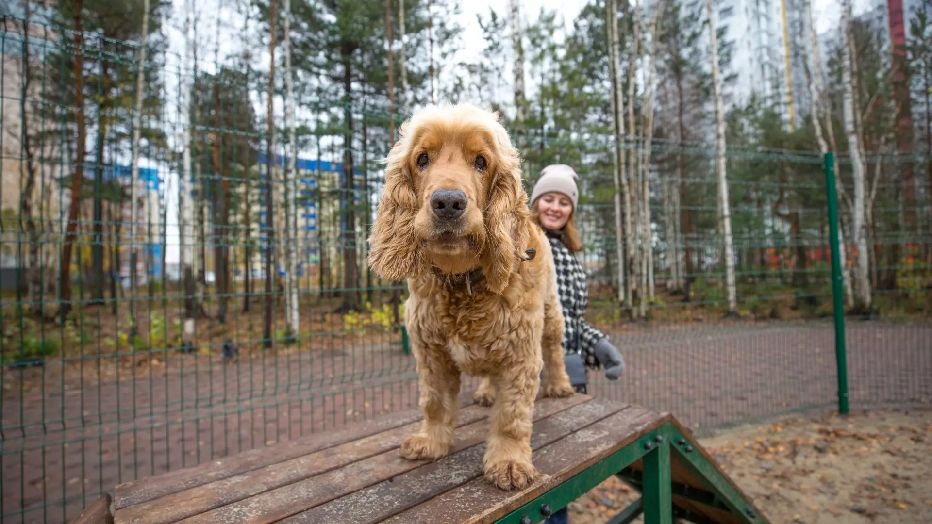 Новая площадка для собак в Сургуте уже пользуется спросом