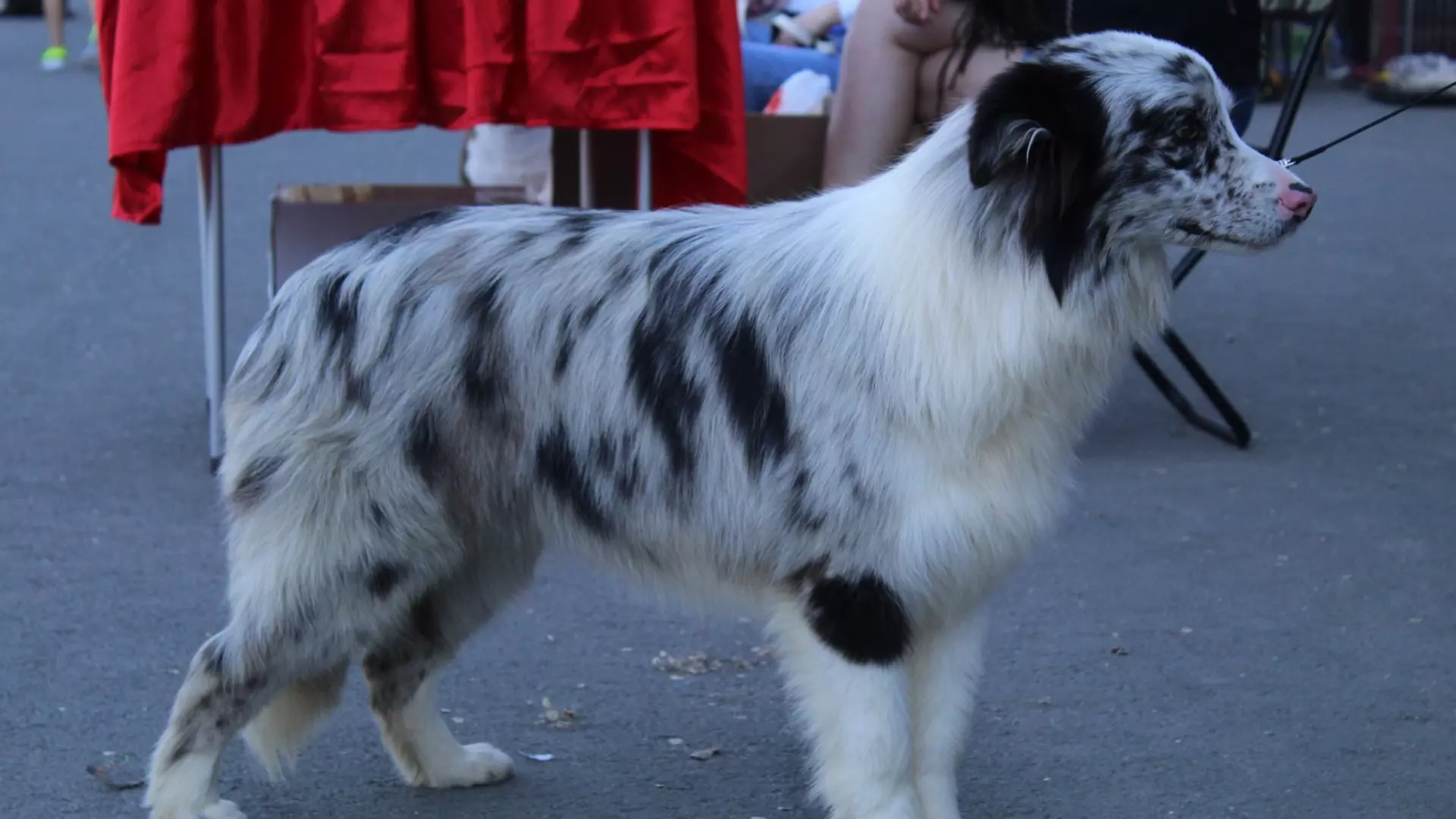В Сургуте нашли ещё один «собачий концлагерь», где страдают десятки животных
