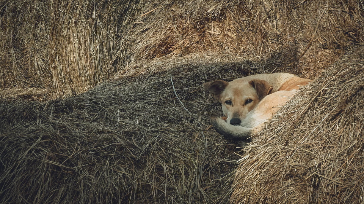 В ХМАО жители жалуются на стихийный «приют» для собак