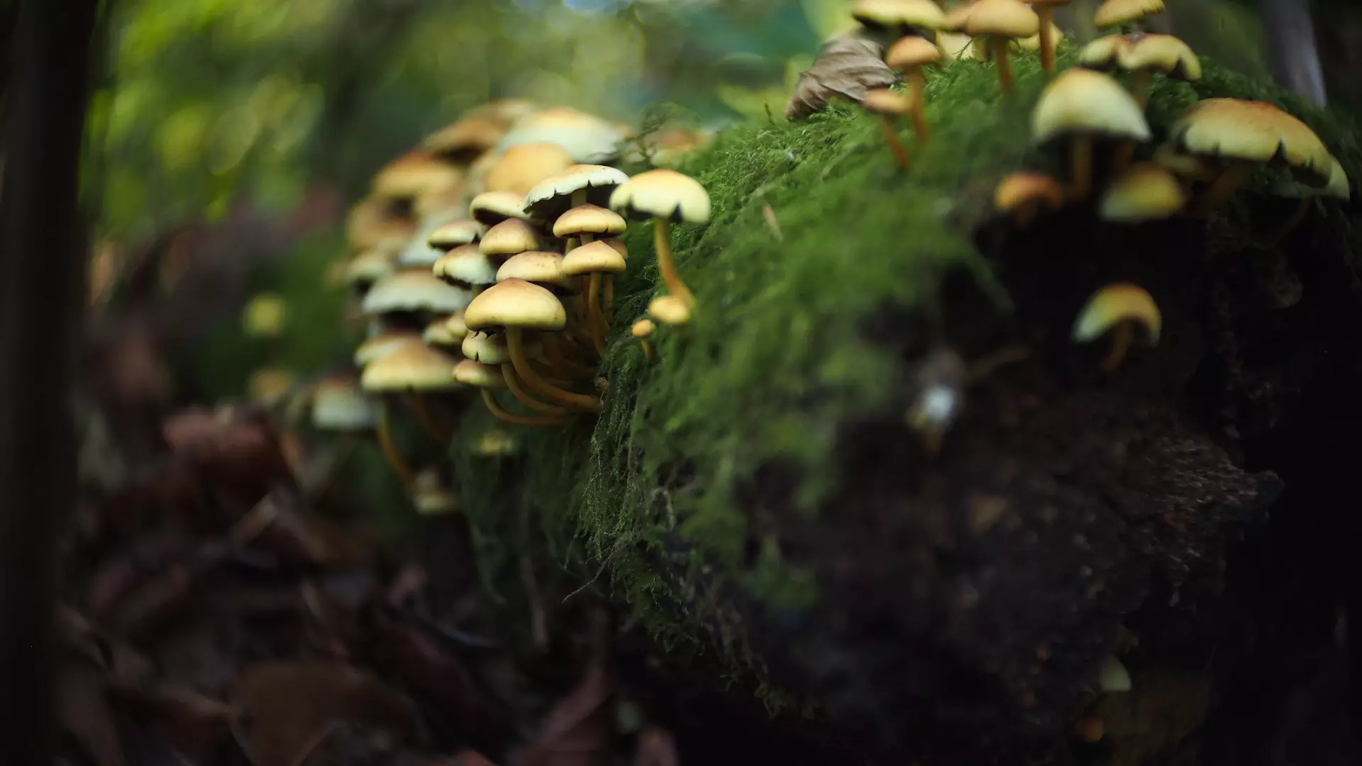 В лесу под Сургутом нашли гриб-мутант