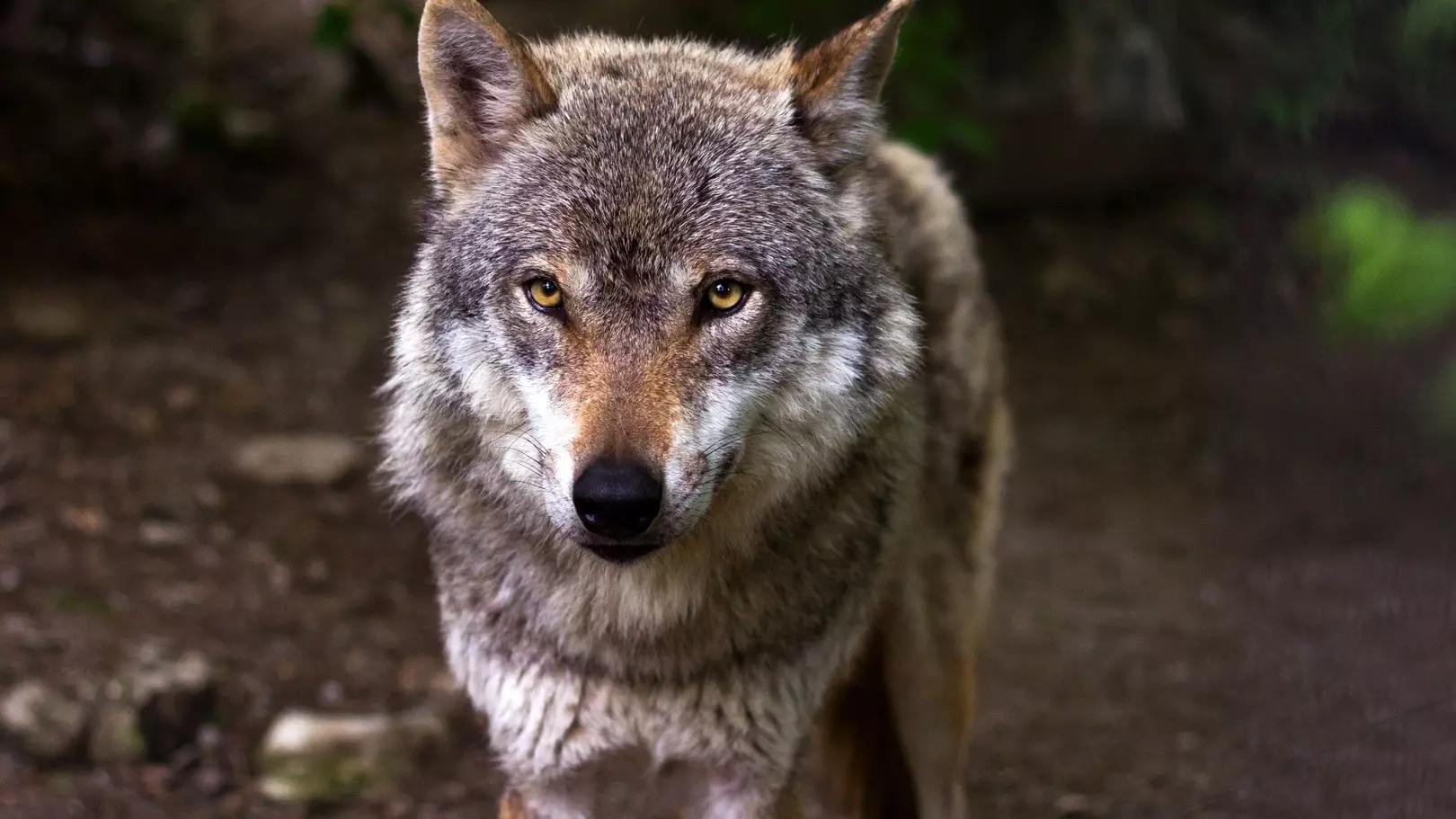 Жители поселка в ХМАО, где с ноября бродят волки, боятся за безопасность своих детей.